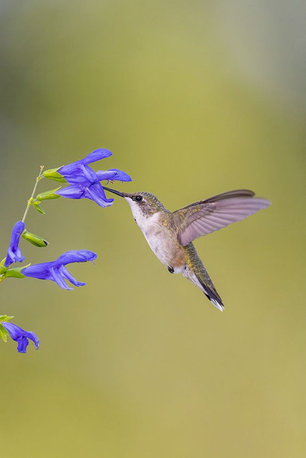Ruby-throated hummingbird at blue ensign salvia Poster Print - Richard and Susan Day # VARPDXNA02RDY0792
