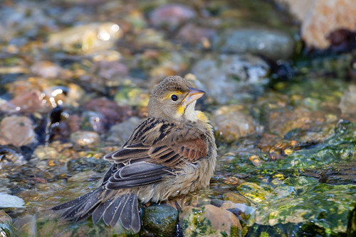 Dickcissel-Spiza americana-bathing Marion County-Illinois Poster Print - Richard and Susan Day # VARPDXNA02RDY0162