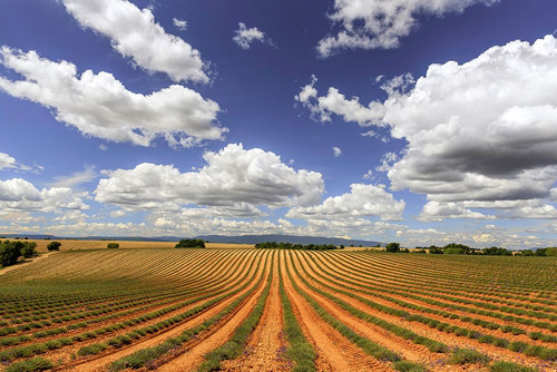 Europe-France-Provence-Valensole Plateau-Harvested lavender fields Poster Print - Jaynes Gallery # VARPDXEU09BJY0272