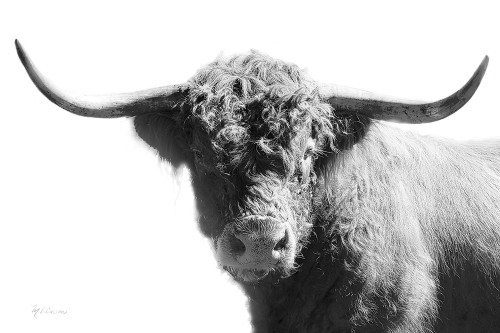 My Highland IV Poster Print - Marie Elaine Cusson # VARPDXRB17236MC