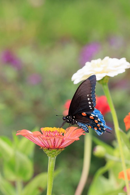 Pipevine swallowtail on zinnia Poster Print - Richard and Susan Day # VARPDXNA02RDY0765