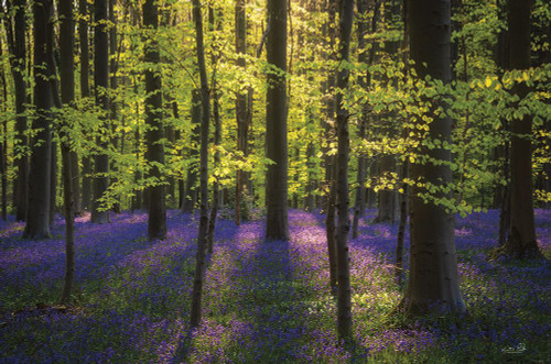 Fresh Green and Bluebells Poster Print - Martin Podt # VARPDXMPP816