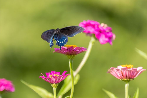Pipevine swallowtail flying Poster Print - Richard and Susan Day # VARPDXNA02RDY0755