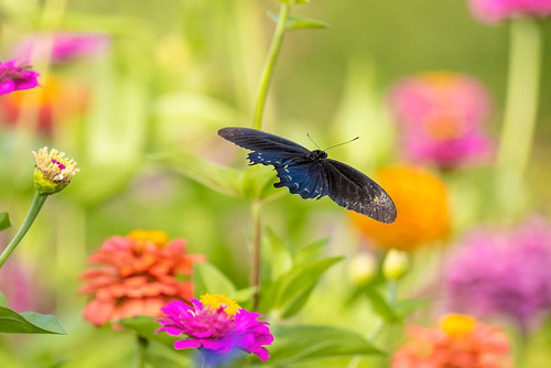 Pipevine swallowtail male flying over zinnia Poster Print - Richard and Susan Day # VARPDXNA02RDY0763