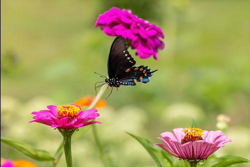Pipevine swallowtail flying Poster Print - Richard and Susan Day # VARPDXNA02RDY0757