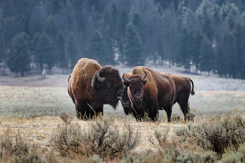 American Bison Yellowstone National Park-Wyoming Poster Print - Adam Jones # VARPDXUS51AJE0526 American Bison Yellowstone National Park-Wyoming Poster Print - Adam Jones # VARPDXUS51AJE0526
