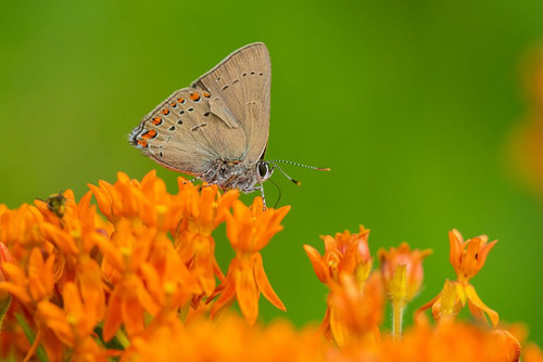 Coral Hairstreak-Satyrium titus-on Butterfly Milkweed-Asclepias tuberosa-Stephen A-Forbes State Par Poster Print - Richard and Susan Day # VARPDXNA02RDY0194