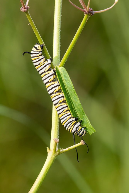 Monarch caterpillar on swamp milkweed Poster Print - Richard and Susan Day # VARPDXNA02RDY0711
