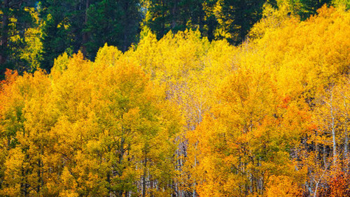 Quaking aspen in full autumn color along Bishop Creek-Inyo National Forest-California-USA Poster Print - Russ Bishop # VARPDXUS05RBS1853