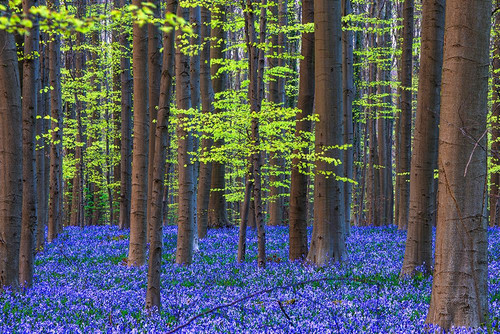 Europe-Belgium-Hallerbos forest with blooming bluebells Poster Print - Jaynes Gallery # VARPDXEU04BJY0003