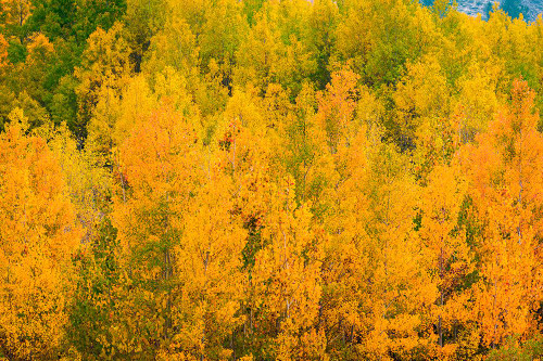Fall color along Bishop Creek-Inyo National Forest-California-USA Poster Print - Russ Bishop # VARPDXUS05RBS1856