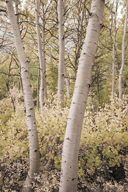 Fall color along Bishop Creek-Inyo National Forest-California-USA Poster Print - Russ Bishop # VARPDXUS05RBS1862