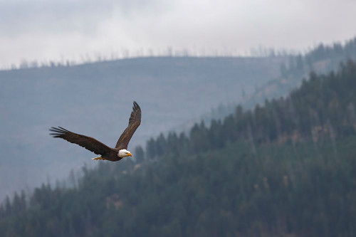 Bald eagle-flying-Yellowstone National Park-Wyoming Poster Print - Adam Jones # VARPDXUS51AJE0523 Bald eagle-flying-Yellowstone National Park-Wyoming Poster Print - Adam Jones # VARPDXUS51AJE0523