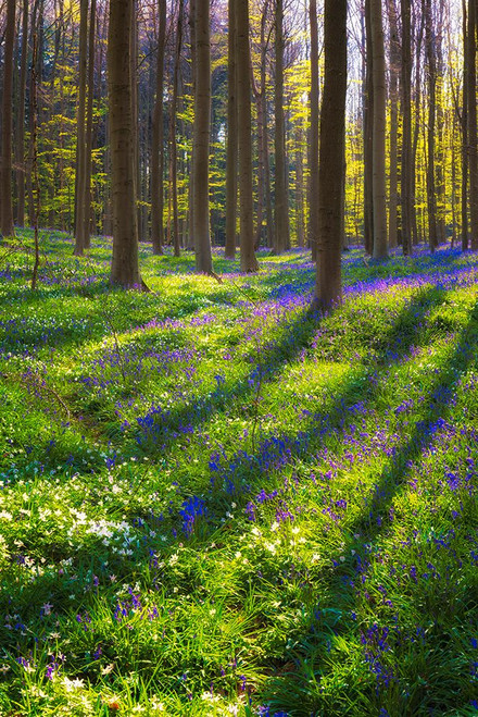 Europe-Belgium-Hallerbos forest with blooming bluebells Poster Print - Jaynes Gallery # VARPDXEU04BJY0007