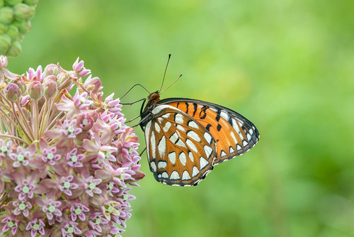 Regal Fritillary-Speyeria idalia-female on Common Milkweed-Asclepias syriaca-Sand Prairie-Scrub Oak Poster Print - Richard and Susan Day # VARPDXNA02RDY0200