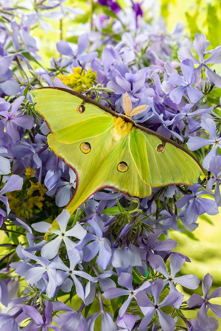 Luna Moth-Actias luna-on phlox Marion County-Illinois Poster Print - Richard and Susan Day # VARPDXNA02RDY0217