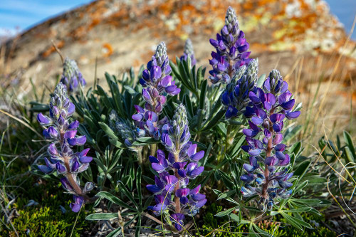 Lupine wildflowers along the Rocky Mountain Front near Choteau-Montana-USA Poster Print - Chuck Haney # VARPDXUS27CHA4902