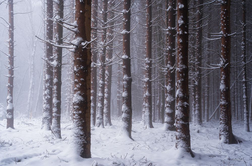 Red Woods Poster Print - Martin Podt # VARPDXMPP793