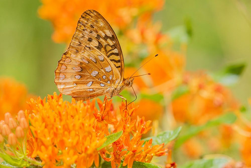 Great Spangled Fritillary-Speyeria cybele-on Butterfly Milkweed-Asclepias tuberosa-Marion County-Il Poster Print - Richard and Susan Day # VARPDXNA02RDY0197