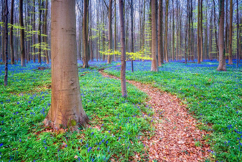 Europe-Belgium-Hallerbos forest with blooming bluebells Poster Print - Jaynes Gallery # VARPDXEU04BJY0005