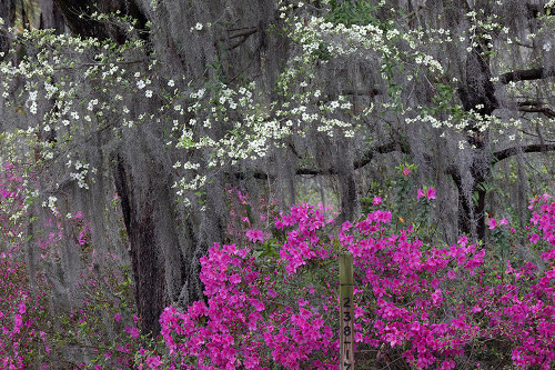 Flowering dogwood trees and azaleas in full bloom in spring-Bonaventure Cemetery-Savannah-Georgia Poster Print - Adam Jones # VARPDXUS11AJE0064