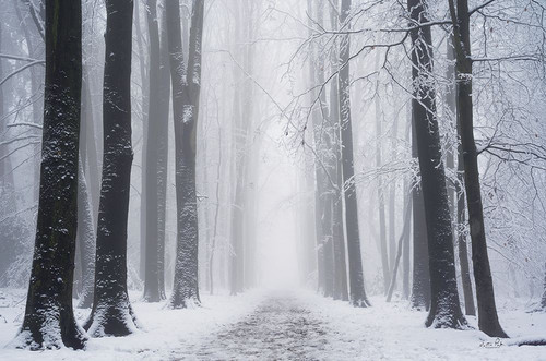 Whiteout Poster Print - Martin Podt # VARPDXMPP789