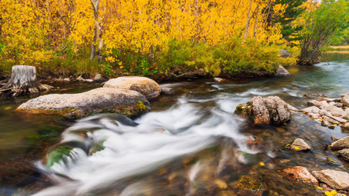 Fall color along Bishop Creek-Inyo National Forest-California-USA Poster Print - Russ Bishop # VARPDXUS05RBS1844