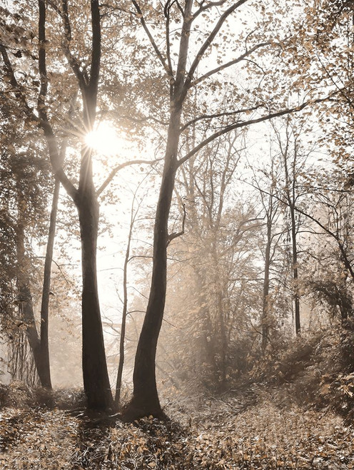 Woodland Sunrise Poster Print - Lori Deiter # VARPDXLD3064