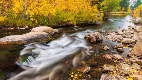 Fall color along Bishop Creek-Inyo National Forest-California-USA Poster Print - Russ Bishop # VARPDXUS05RBS1845