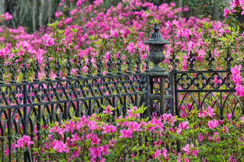 Iron fence and azaleas in full bloom-Bonaventure Cemetery-Savannah-Georgia Poster Print - Adam Jones # VARPDXUS11AJE0077