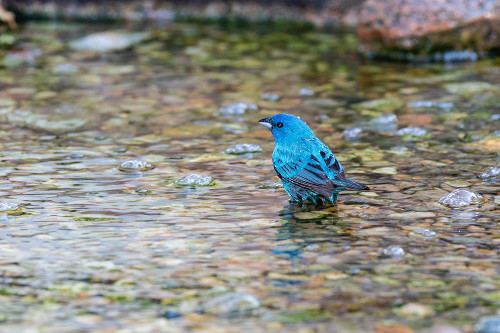 Indigo Bunting-Passerina cyanea-male bathing Marion County-Illinois Poster Print - Richard and Susan Day # VARPDXNA02RDY0161