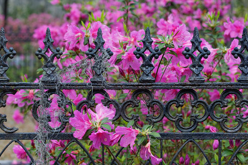 Iron fence and azaleas in full bloom-Bonaventure Cemetery-Savannah-Georgia Poster Print - Adam Jones # VARPDXUS11AJE0081