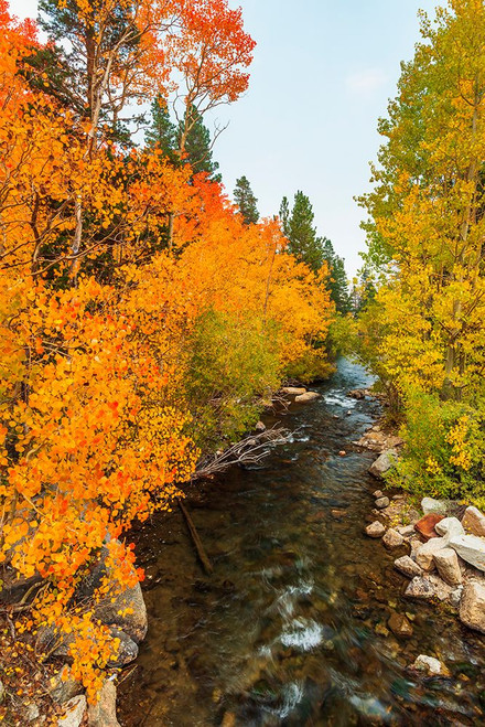 Fall color along Bishop Creek-Inyo National Forest-California-USA Poster Print - Russ Bishop # VARPDXUS05RBS1839
