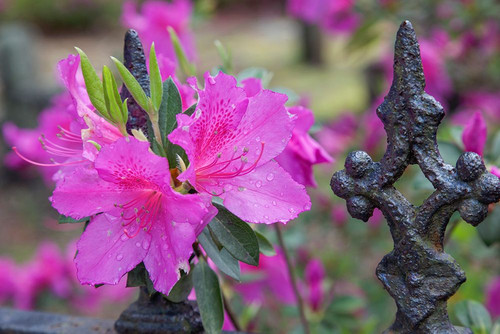 Iron fence and azaleas in full bloom-Bonaventure Cemetery-Savannah-Georgia Poster Print - Adam Jones # VARPDXUS11AJE0069