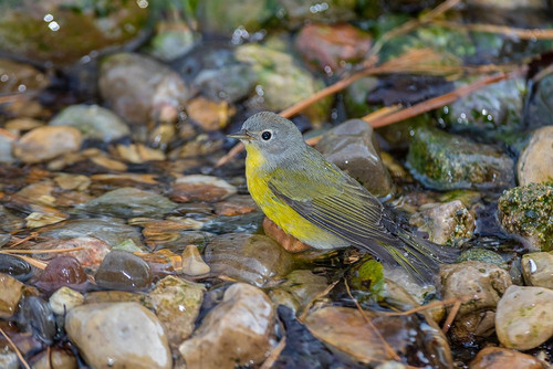 Nashville Warbler-Leiothlypis ruficapilla-bathing Marion County-Illinois Poster Print - Richard and Susan Day # VARPDXNA02RDY0156