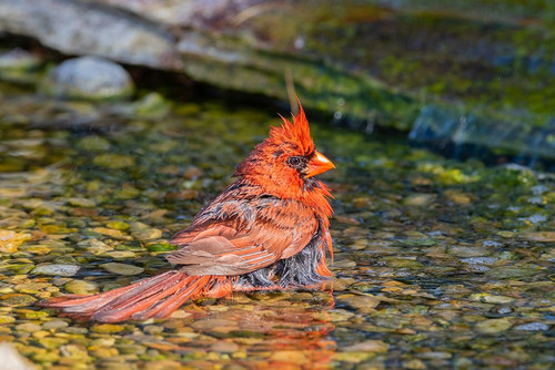 Northern Cardinal-Cardinalis cardinalis-male bathing Marion County-Illinois Poster Print - Richard and Susan Day # VARPDXNA02RDY0157