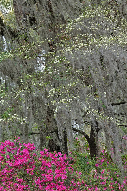 Flowering dogwood trees and azaleas in full bloom in spring-Bonaventure Cemetery-Savannah-Georgia Poster Print - Adam Jones # VARPDXUS11AJE0073