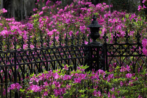 Iron fence and azaleas in full bloom-Bonaventure Cemetery-Savannah-Georgia Poster Print - Adam Jones # VARPDXUS11AJE0068