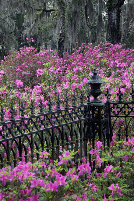Iron fence and azaleas in full bloom-Bonaventure Cemetery-Savannah-Georgia Poster Print - Adam Jones # VARPDXUS11AJE0071
