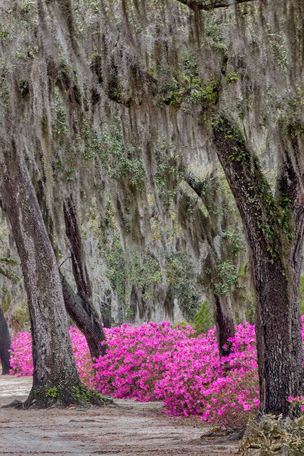 Bonaventure Cemetery-Georgia-Savannah Poster Print - Adam Jones # VARPDXUS11AJE0055
