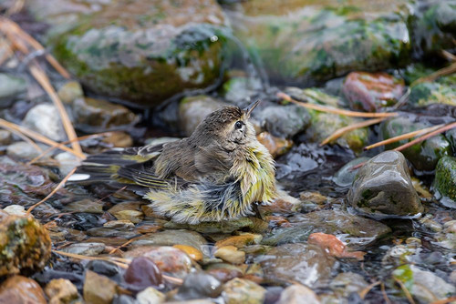 Palm Warbler-Setophaga palmarum-bathing Marion County-Illinois Poster Print - Richard and Susan Day # VARPDXNA02RDY0148