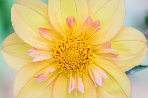 Washington State-Seattle Dahlia Poster Print - Rob Tilley # VARPDXUS48RTI0750