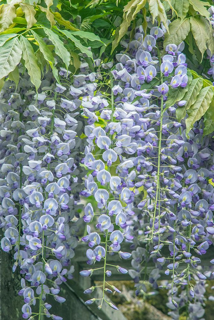 Washington State-Seattle Wisteria Poster Print - Rob Tilley # VARPDXUS48RTI0773