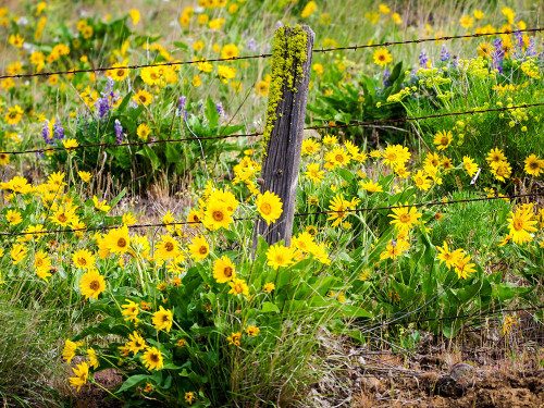 USA-Washington State Fence line with spring wildflowers Poster Print - Terry Eggers # VARPDXUS48TEG1898