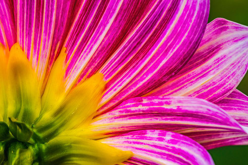 Pink purple dahlia petals blooming macro-Dahlia named Brushstrokes Poster Print - William Perry # VARPDXUS48WPE0456