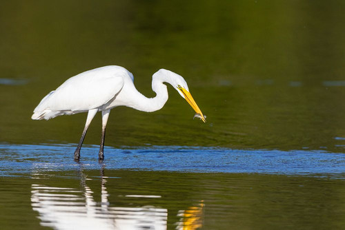 Great Egret-Ardea alba-fishing in wetland Marion County-Illinois Poster Print - Richard and Susan Day # VARPDXNA02RDY0064