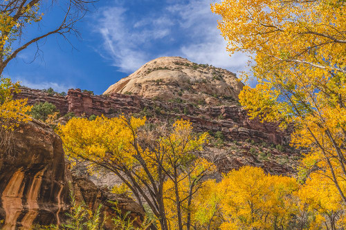 Colorful yellow cottonwood trees-Canyonlands National Park-Needles District-Utah Poster Print - William Perry # VARPDXUS10WPE0013
