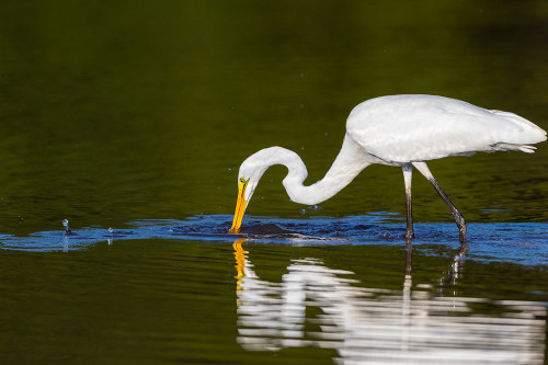 Great Egret-Ardea alba-fishing in wetland Marion County-Illinois Poster Print - Richard and Susan Day # VARPDXNA02RDY0065