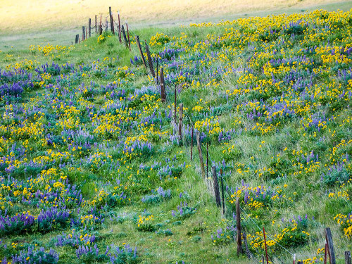 USA-Washington State Fence line with spring wildflowers Poster Print - Terry Eggers # VARPDXUS48TEG1894