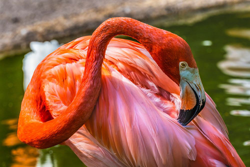 Colorful American Caribbean Flamingo-Florida Poster Print - William Perry # VARPDXUS10WPE0021